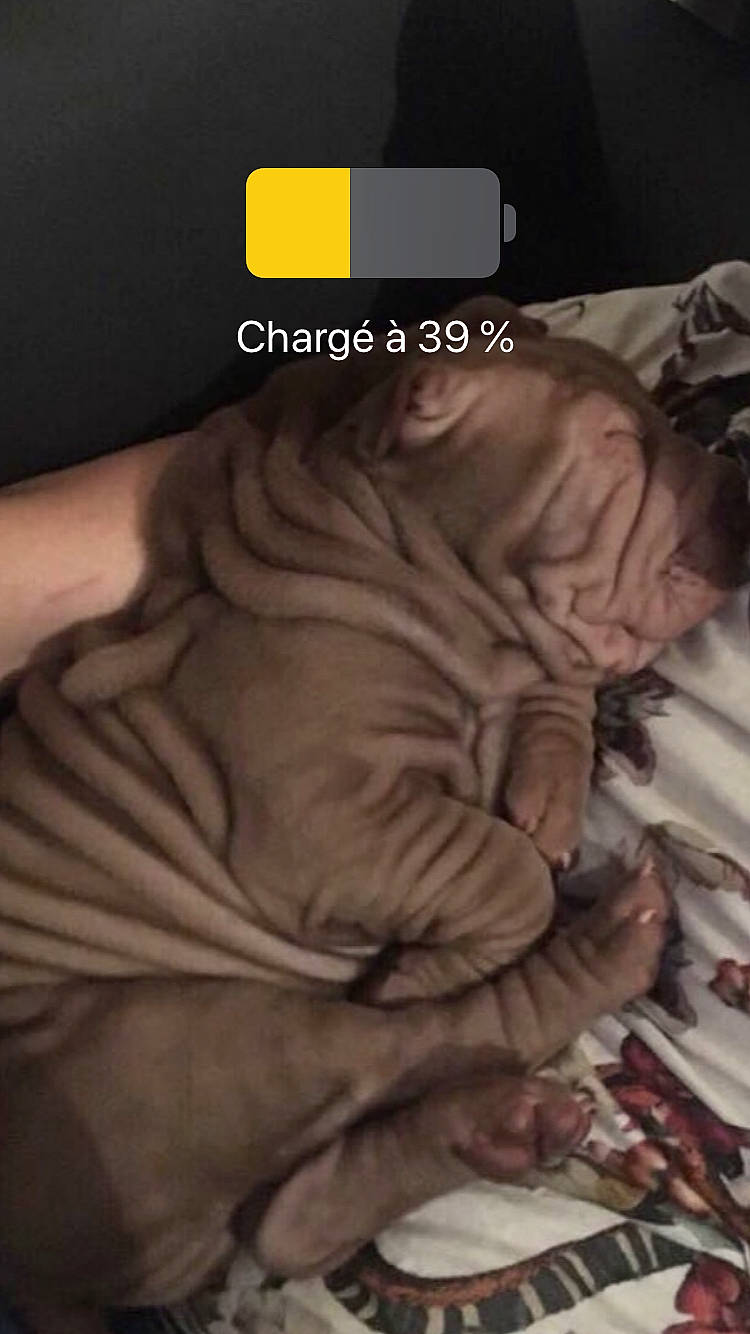 Maurice participe au concours pour gagner de l'argent avec cette photo : fictional_character, flesh, font, hand, nap, sleep