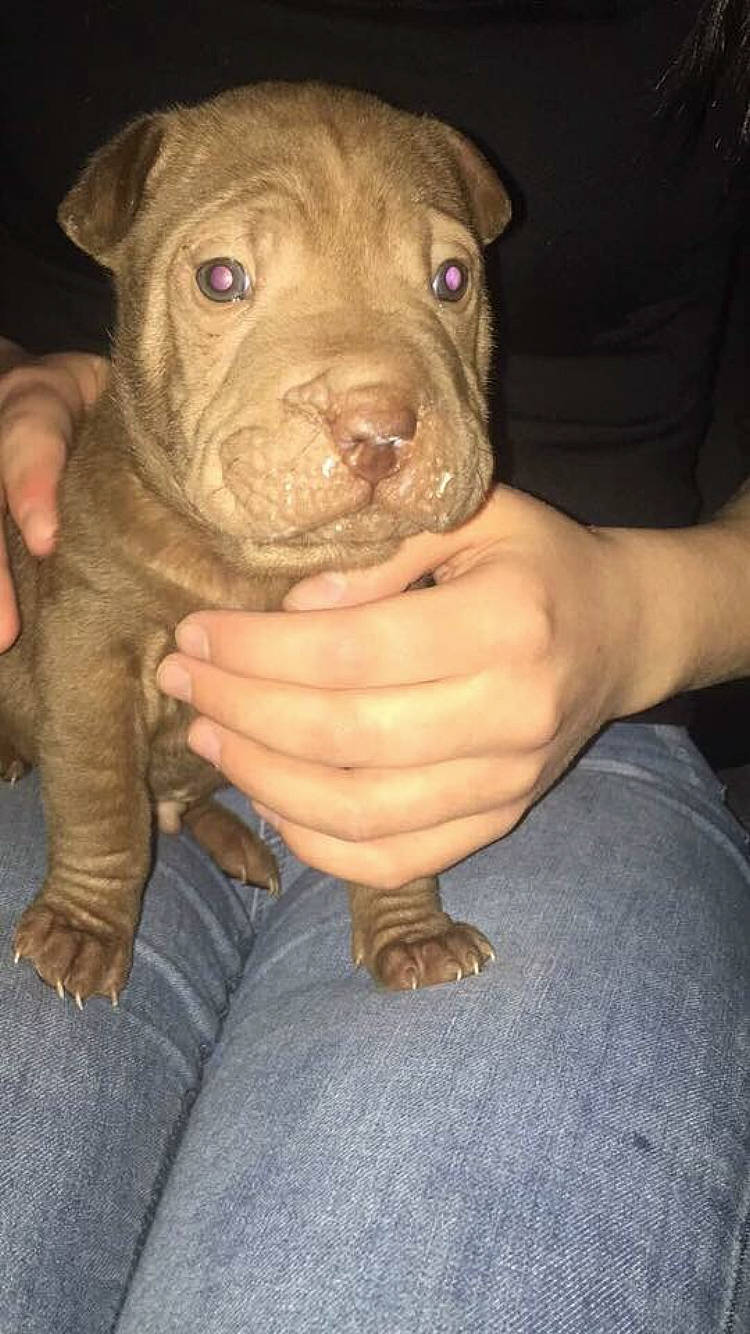 Maurice a rejoint le concours — aidez-le/la à gagner de superbes lots ! american_pit_bull_terrier, american_staffordshire_terrier, canidae, carnivore, dog, dog_breed, fawn, mammal, molosser, non_sporting_group, nose, pit_bull, puppy, shar_pei, vertebrate, wrinkle