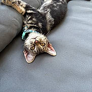 Simba joined the competition — help win amazing prizes! animal, cat, collar, couch, curious, cute, domestic, ears, feline, fur, gray, indoor, kitten, pet, playful, relaxed, tabby, upside_down, whiskers, young