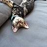 animal, cat, collar, couch, curious, cute, domestic, ears, feline, fur, gray, indoor, kitten, pet, playful, relaxed, tabby, upside_down, whiskers, young