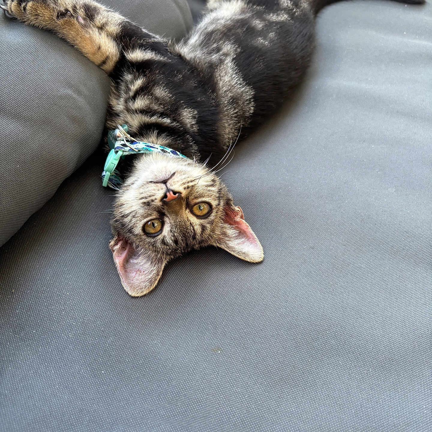 Simba