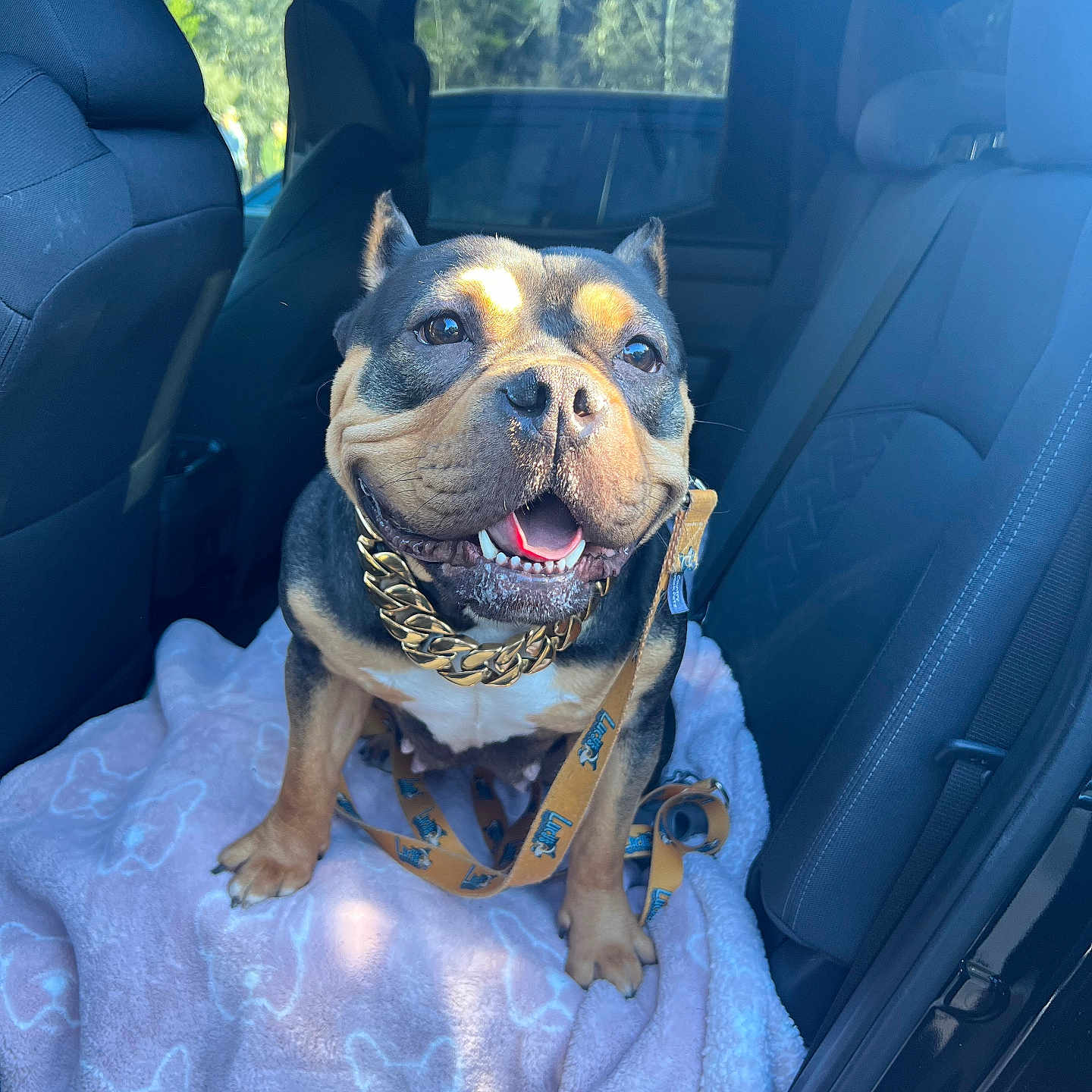 Stella joined the competition — help win amazing prizes! accessories, animal, belt, blanket, boxer, bulldog, canine, car, car_interior, carseat, chair, dog, frenchbulldog, furniture, machine, pet, pitbull, spoke, transportation, vehicle