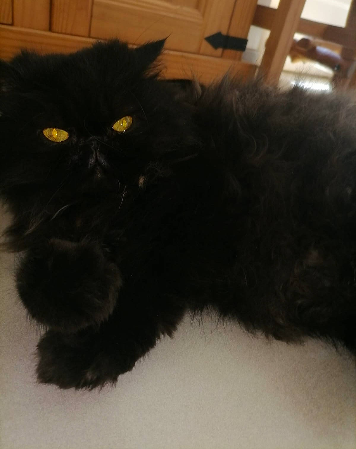 Pooky participe au concours pour gagner de l'argent avec cette photo : black_cat, carnivore, cat, claw, comfort, felidae, fur, paw, small_to_medium_sized_cats, snout, tail, terrestrial_animal, whiskers