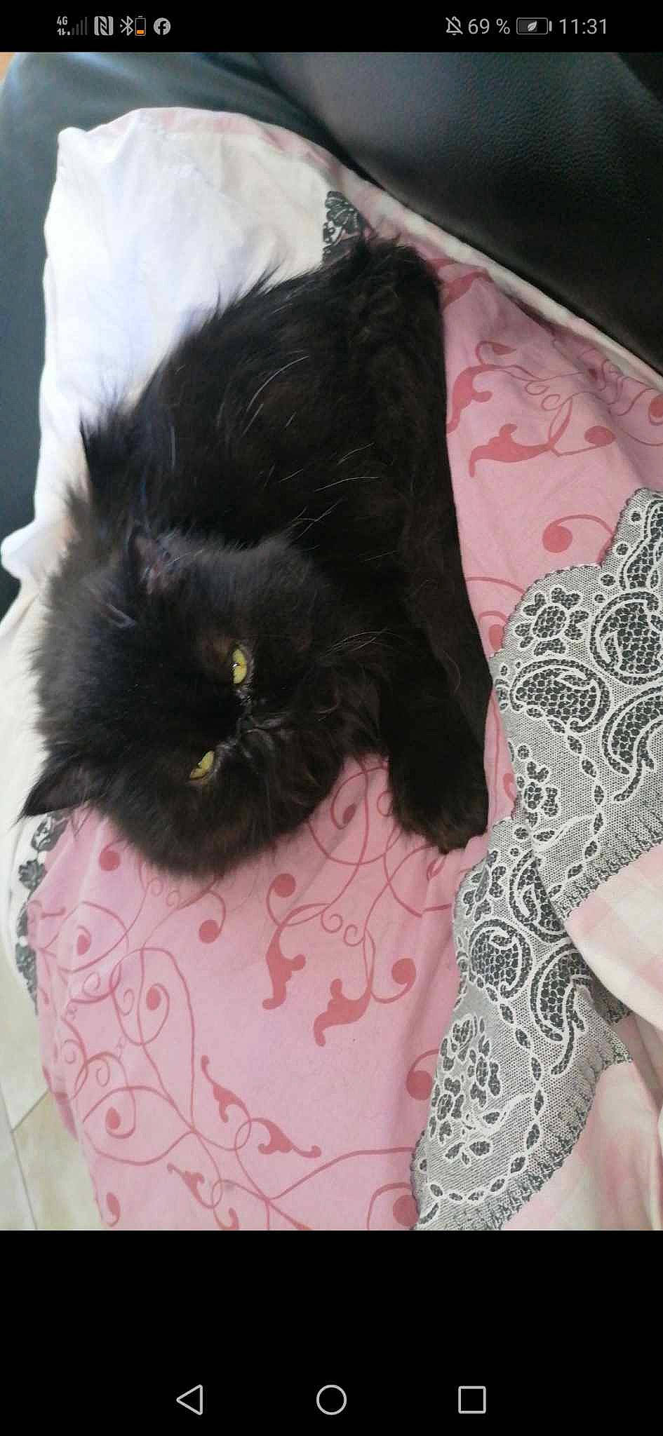 Pooky a rejoint le concours — aidez-le/la à gagner de superbes lots ! bag, bombay, carnivore, cat, cat_supply, comfort, domestic_short_haired_cat, fashion_accessory, felidae, fur, human_leg, linens, magenta, pattern, sleeve, small_to_medium_sized_cats, tail, textile, visual_arts, whiskers