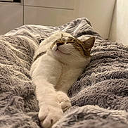 Yuki a rejoint le concours — aidez-le/la à gagner de superbes lots ! abyssinian, animal, bed, bedroom, blanket, cat, furniture, homedecor, indoors, kitten, linen, manx, person, pet, quilt, room, sleeping