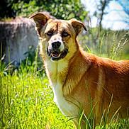 Rio a rejoint le concours — aidez-le/la à gagner de superbes lots ! alert, animal, background_blur, bright, canine, daylight, dog, ears_up, field, fur, grass, greenery, happy, muzzle, nature, outdoor, pet, portrait, summer, sunlight