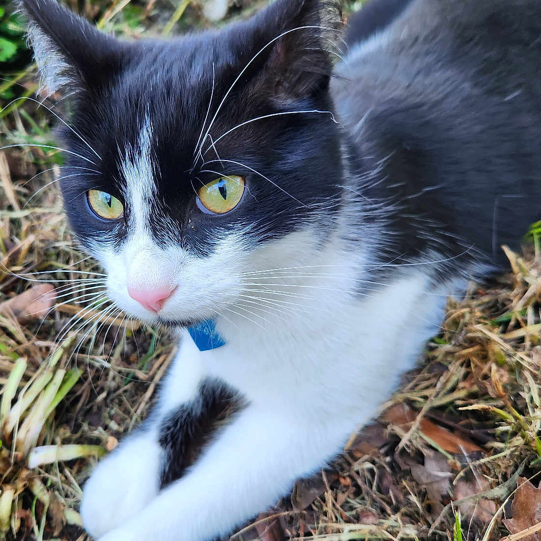 Jamesou participe au concours pour gagner de l'argent avec cette photo : alert, animal, black_and_white, cat, close_up, curious, feline, fur, grass, ground, leaves, mammal, nature, outdoor, paws, pet, relaxed, whiskers, wildlife, yellow_eyes