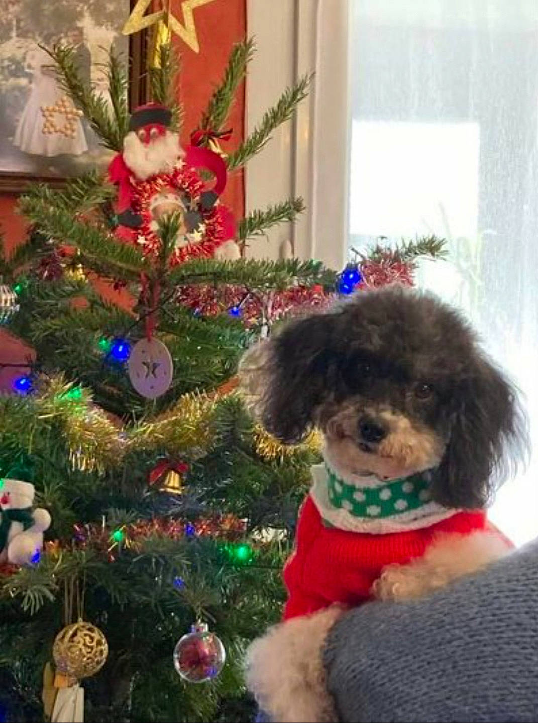 Nina participe au concours pour gagner de l'argent avec cette photo : carnivore, christmas_decoration, christmas_ornament, christmas_tree, companion_dog, dog, dog_breed, dog_clothes, dog_supply, event, evergreen, fawn, holiday, holiday_ornament, mammal, ornament, pet_supply, toy_dog, tree, working_animal