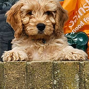 Teddy is registered to the contest to win money with this photo: adorable, animal, background, brown, closeup, curious, cute, dog, ears, face, fluffy, furry, nose, outdoor, paws, pet, puppy, small_dog, stone_wall, young_dog