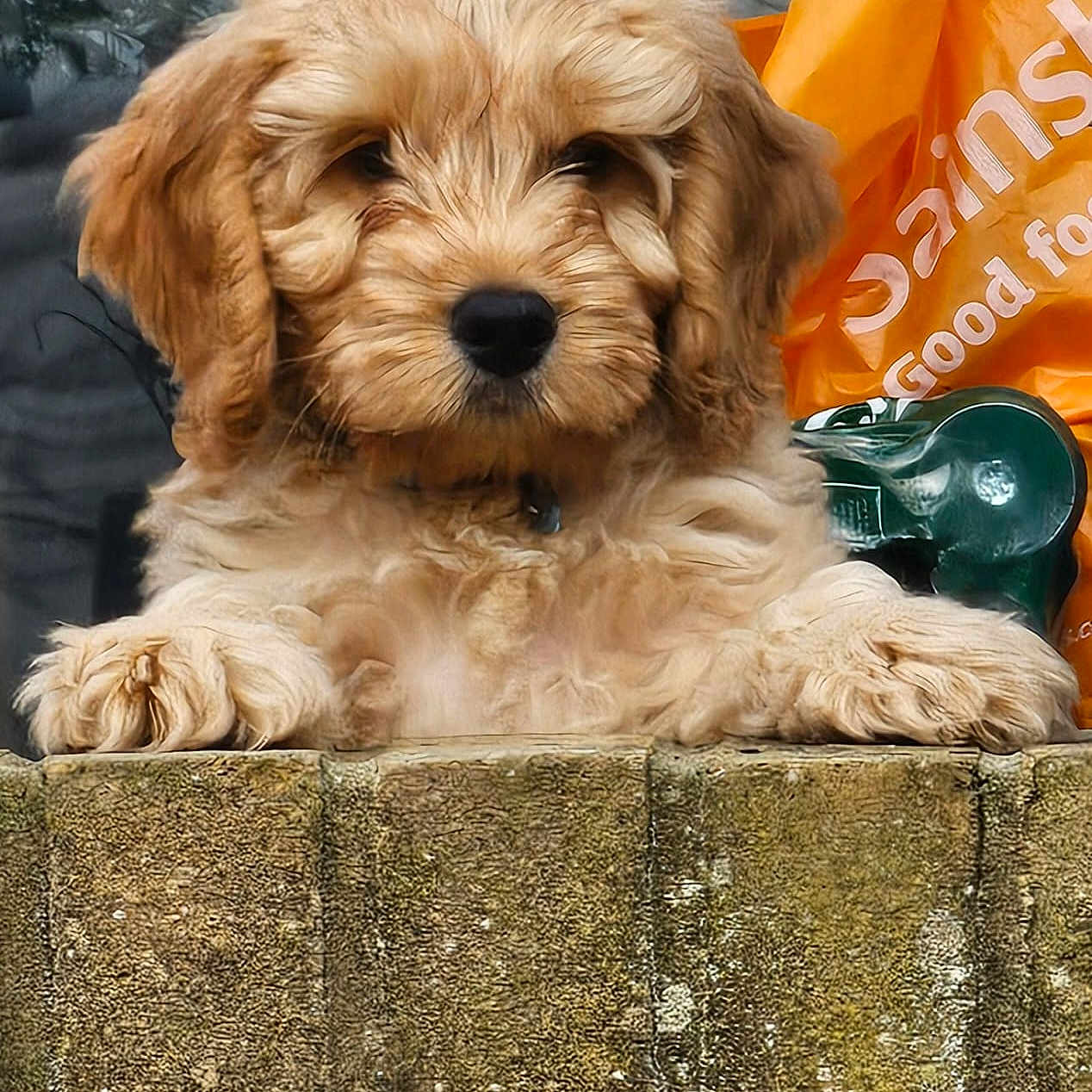 Teddy is registered to the contest to win money with this photo: adorable, animal, background, brown, closeup, curious, cute, dog, ears, face, fluffy, furry, nose, outdoor, paws, pet, puppy, small_dog, stone_wall, young_dog