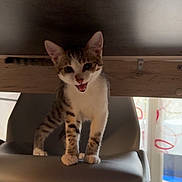 Osiris a rejoint le concours — aidez-le/la à gagner de superbes lots ! cat, chair, curtains, daylight, domestic, floor, food_bowls, furniture, home, indoor, kitten, legs, meowing, modern_design, paws, pet, playful, window, wooden_table, young_cat