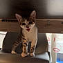 cat, chair, curtains, daylight, domestic, floor, food_bowls, furniture, home, indoor, kitten, legs, meowing, modern_design, paws, pet, playful, window, wooden_table, young_cat