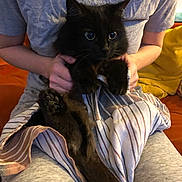 Esta is registered to the contest to win money with this photo: cat, black_cat, pet, animal, indoor, person, holding, couch, clothing, grey_shirt, grey_pants, striped_cloth, tail, paws, furry, sitting, hands, jewelry, necklace, cozy