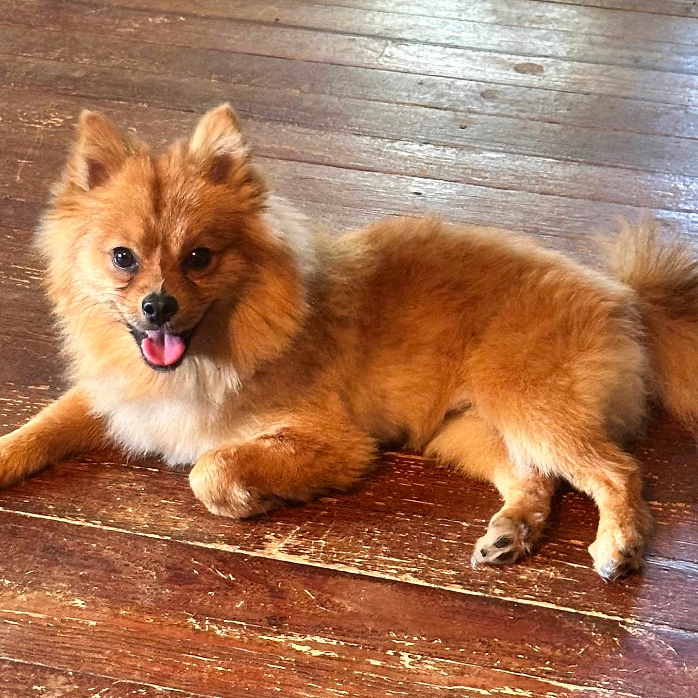 Toby
