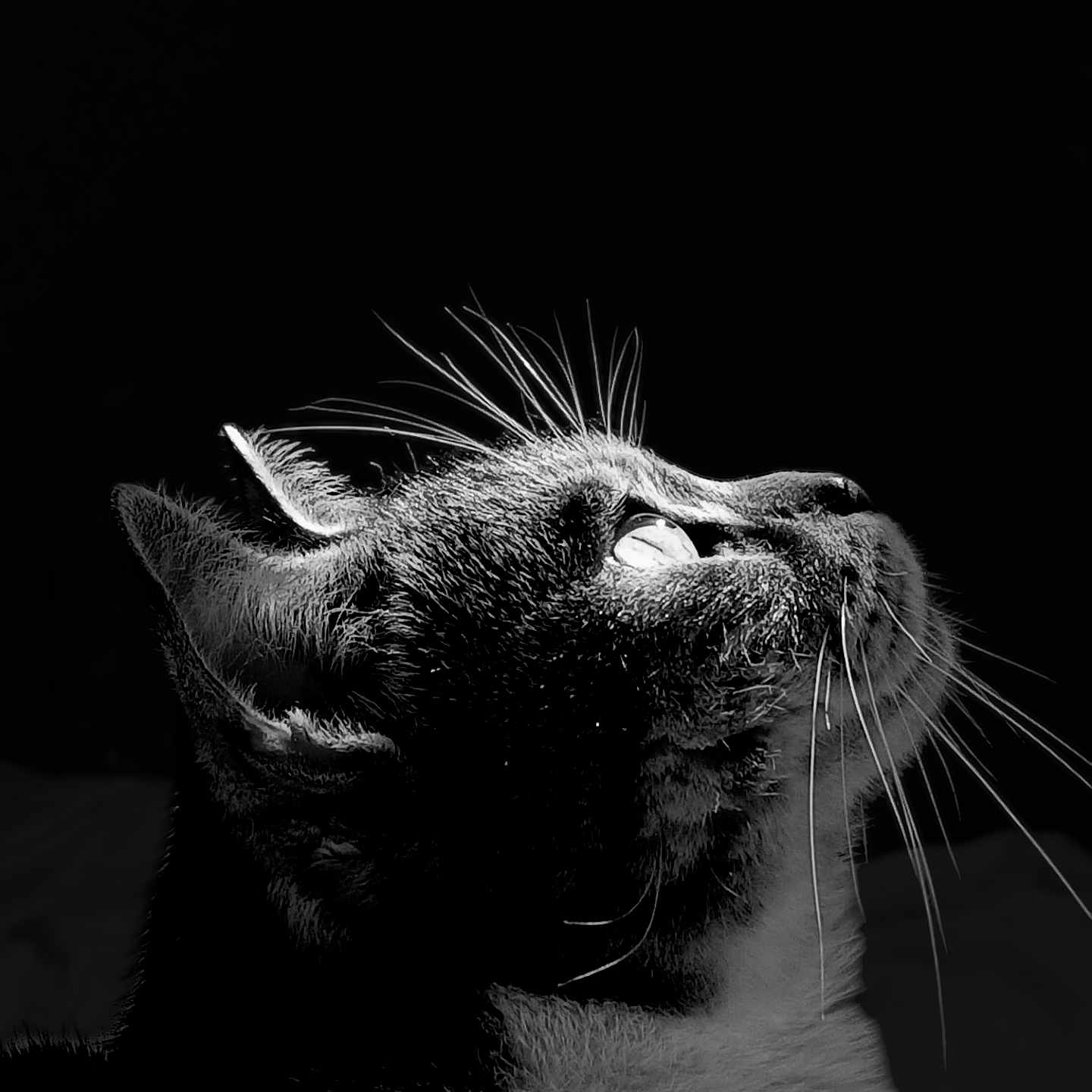 Ninouille a rejoint le concours — aidez-le/la à gagner de superbes lots ! abyssinian, animal, blackcat, bodypart, cat, face, head, kitten, manx, mouth, person, pet, siamese