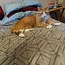 Tiger joined the competition — help win amazing prizes! cat, orange_cat, bed, blanket, pillow, indoor, furniture, table, bottle, book, relaxing, pet, animal, cozy, resting, domestic, feline, home, sleepy, comfortable