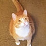 animal, carpet, cat, companion_animal, curious, cute, domestic_cat, ears, feline, fur, house_pet, indoor, looking_up, mammal, orange_cat, paws, pet, tail, whiskers, white_cat