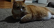 Tiger is registered to the contest to win money with this photo: cat, ginger_cat, indoor, carpet, feline, pet, animal, relaxing, door, home, floor, fur, whiskers, ears, paws, resting, quiet, cozy, living_room, household
