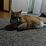 cat, ginger_cat, indoor, carpet, feline, pet, animal, relaxing, door, home, floor, fur, whiskers, ears, paws, resting, quiet, cozy, living_room, household