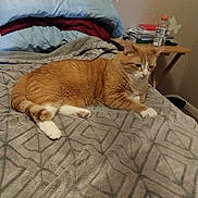 Tiger is registered to the contest to win money with this photo: