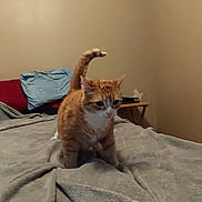 Tiger joined the competition — help win amazing prizes! alert, animal, bed, blanket, cat, cozy, curious, ears, fur, furniture, home, indoor, mammal, orange_cat, pet, pillow, table, tail, whiskers, white_cat