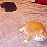 animal, bed, black_cat, blanket, cat, cozy, cute, domestic_animal, eyes_glowing, feline, fur, indoor, lying_down, orange_cat, pet, relaxing, resting, sleepy, two_cats, whiskers