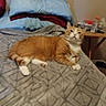 Tiger is registered to the contest to win money with this photo: cat, orange_cat, white_cat, bed, pillows, blanket, furniture, indoor, pet, animal, resting, domestic, cozy, sleepy, table, water_bottle, room, laying_down, relaxed, fur