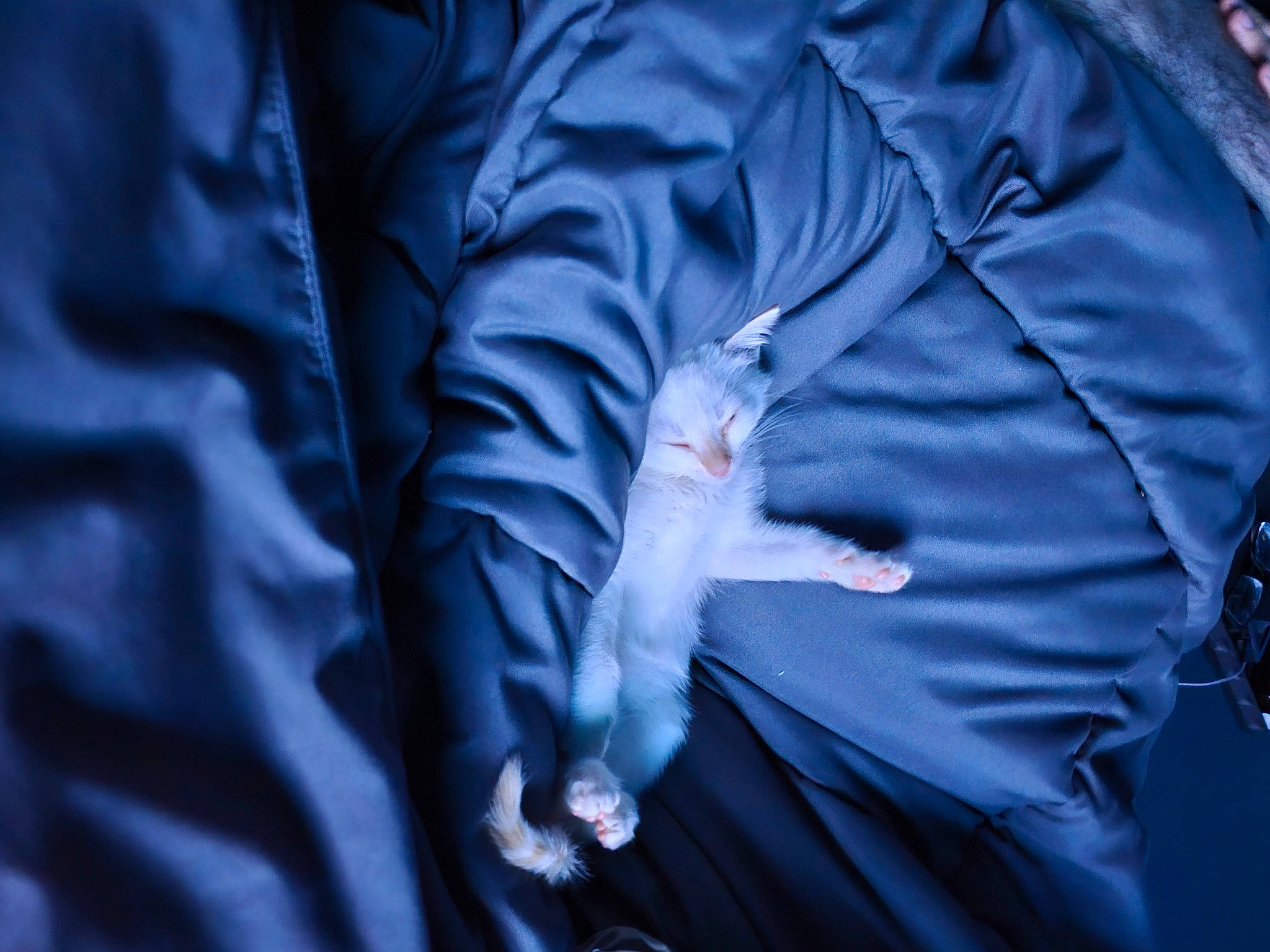 Snow White joined the competition — help win amazing prizes! darkness, electric_blue, event, feather, felidae, flash_photography, formal_wear, freezing, fur, glove, haute_couture, linens, plant, purple, sleeve, tail, tree, wing, winter