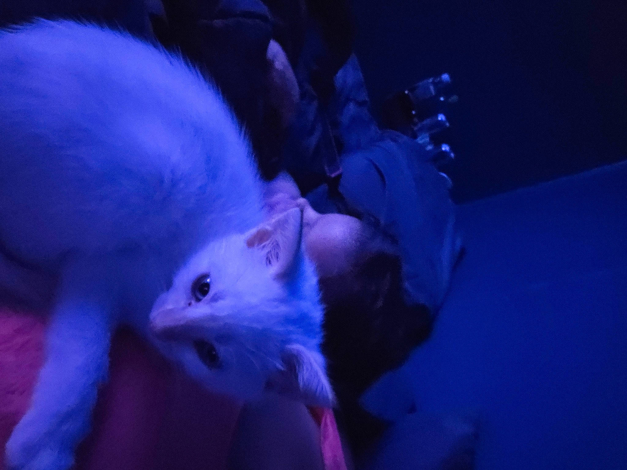 Snow White is registered to the contest to win money with this photo: carnivore, darkness, electric_blue, entertainment, event, fawn, felidae, fun, fur, magenta, mouse, paw, purple, rat, rodent, small_to_medium_sized_cats, snout, tail, violet, whiskers