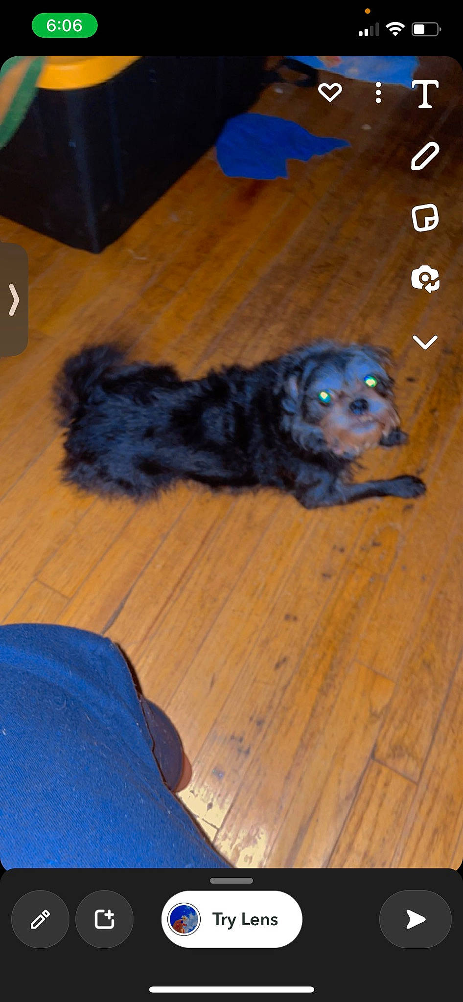 Bella is registered to the contest to win money with this photo: canidae, carnivore, companion_dog, dog, dog_breed, electric_blue, floor, flooring, fur, hardwood, laminate_flooring, liver, paw, snout, sporting_group, toy_dog, whiskers, wood, wood_flooring, wood_stain