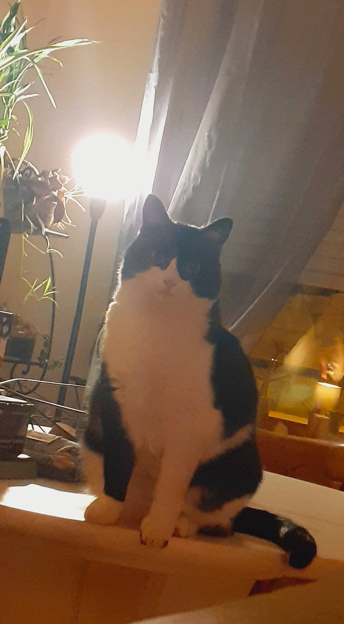 Nymphéa a rejoint le concours — aidez-le/la à gagner de superbes lots ! carnivore, cat, darkness, domestic_short_haired_cat, felidae, formal_wear, fur, paw, plant, sitting, small_to_medium_sized_cats, snout, sunlight, tail, tints_and_shades, whiskers, window