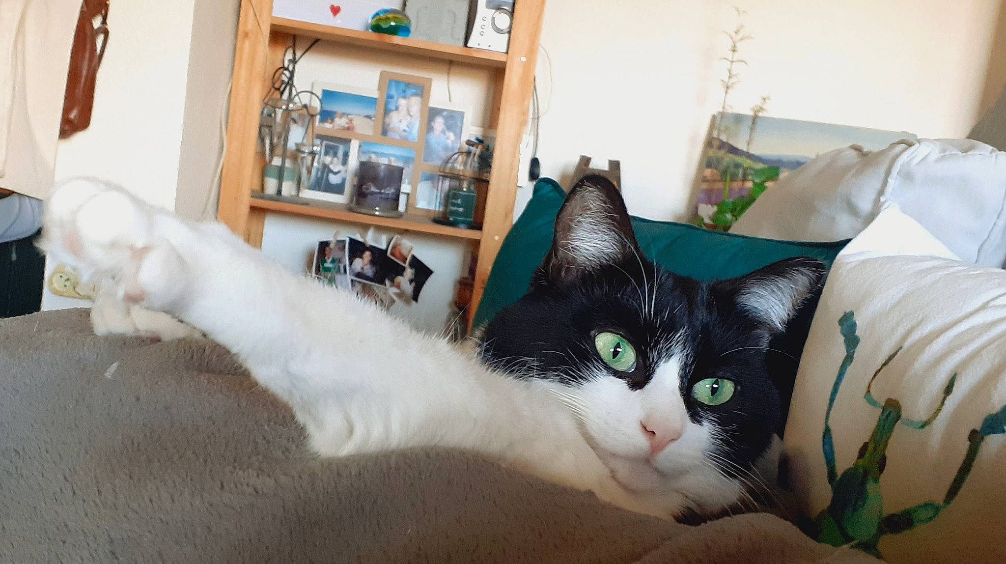 Nymphéa a rejoint le concours — aidez-le/la à gagner de superbes lots ! bookcase, box, cardboard, carnivore, cat, comfort, domestic_short_haired_cat, felidae, fur, linens, paw, picture_frame, room, shelf, shelving, small_to_medium_sized_cats, snout, tail, whiskers, wood