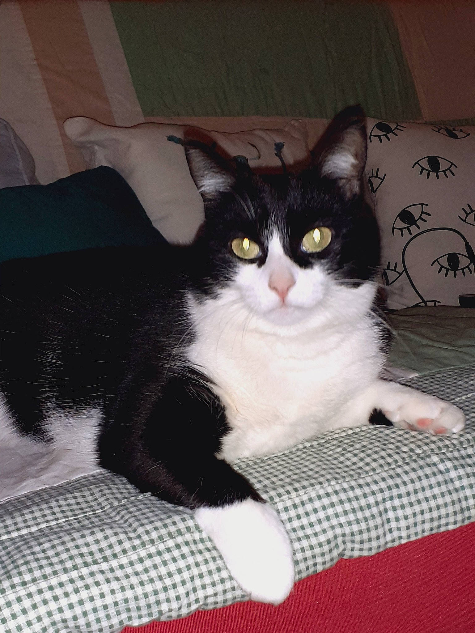 Nymphéa a rejoint le concours — aidez-le/la à gagner de superbes lots ! carnivore, cat, cat_supply, comfort, domestic_short_haired_cat, felidae, flooring, fur, linens, paw, small_to_medium_sized_cats, snout, tail, whiskers