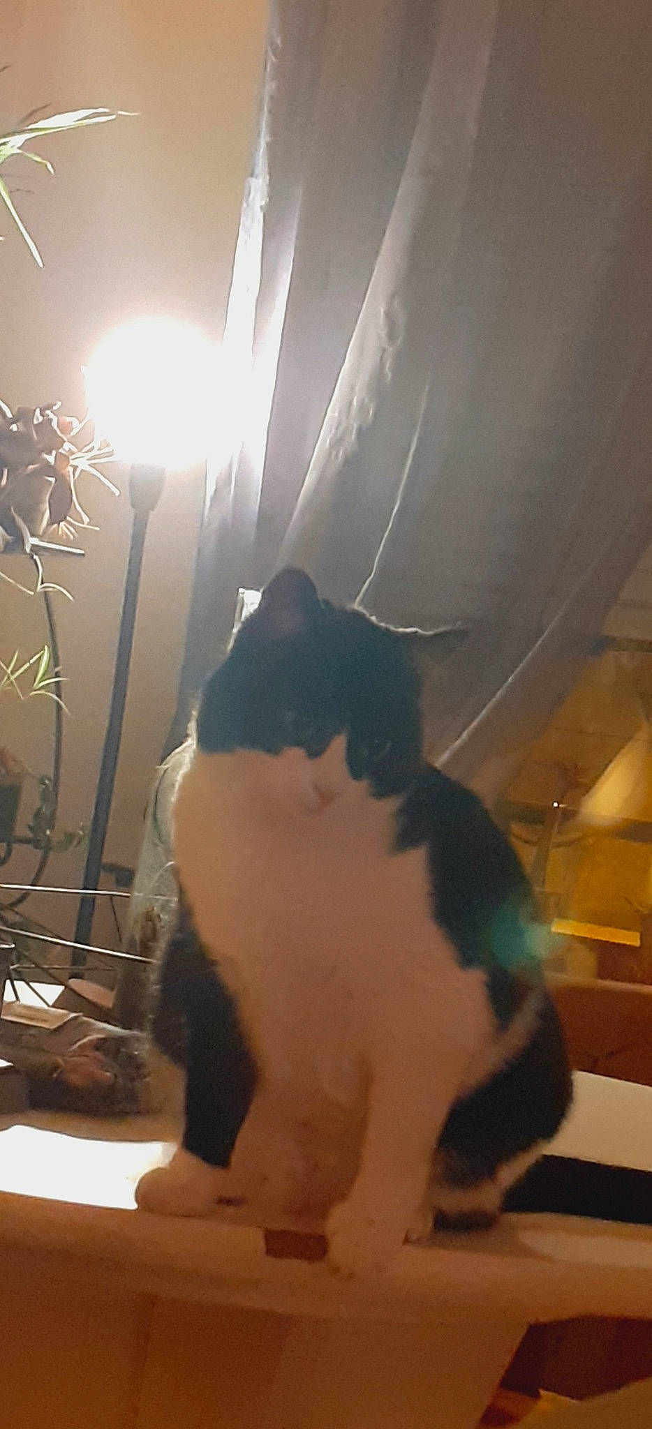 Nymphéa participe au concours pour gagner de l'argent avec cette photo : carnivore, cat, ceiling, domestic_short_haired_cat, felidae, fur, lens_flare, light, light_bulb, light_fixture, paw, room, shadow, small_to_medium_sized_cats, snout, tail, terrestrial_animal, tints_and_shades, whiskers, window