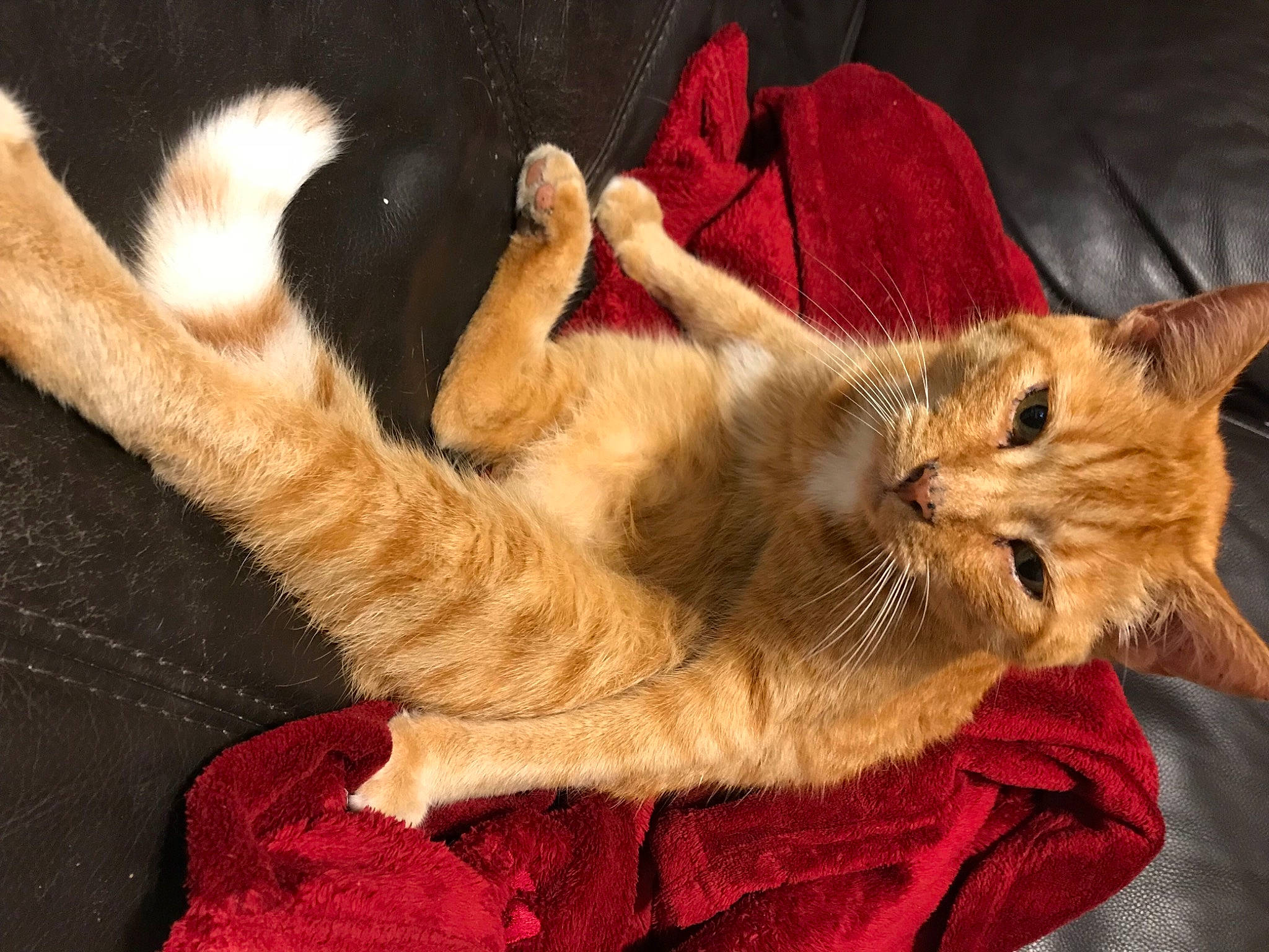 Maxou a rejoint le concours — aidez-le/la à gagner de superbes lots ! carnivore, cat, claw, comfort, fawn, felidae, fur, paw, small_to_medium_sized_cats, tail, toe, vertebrate, whiskers