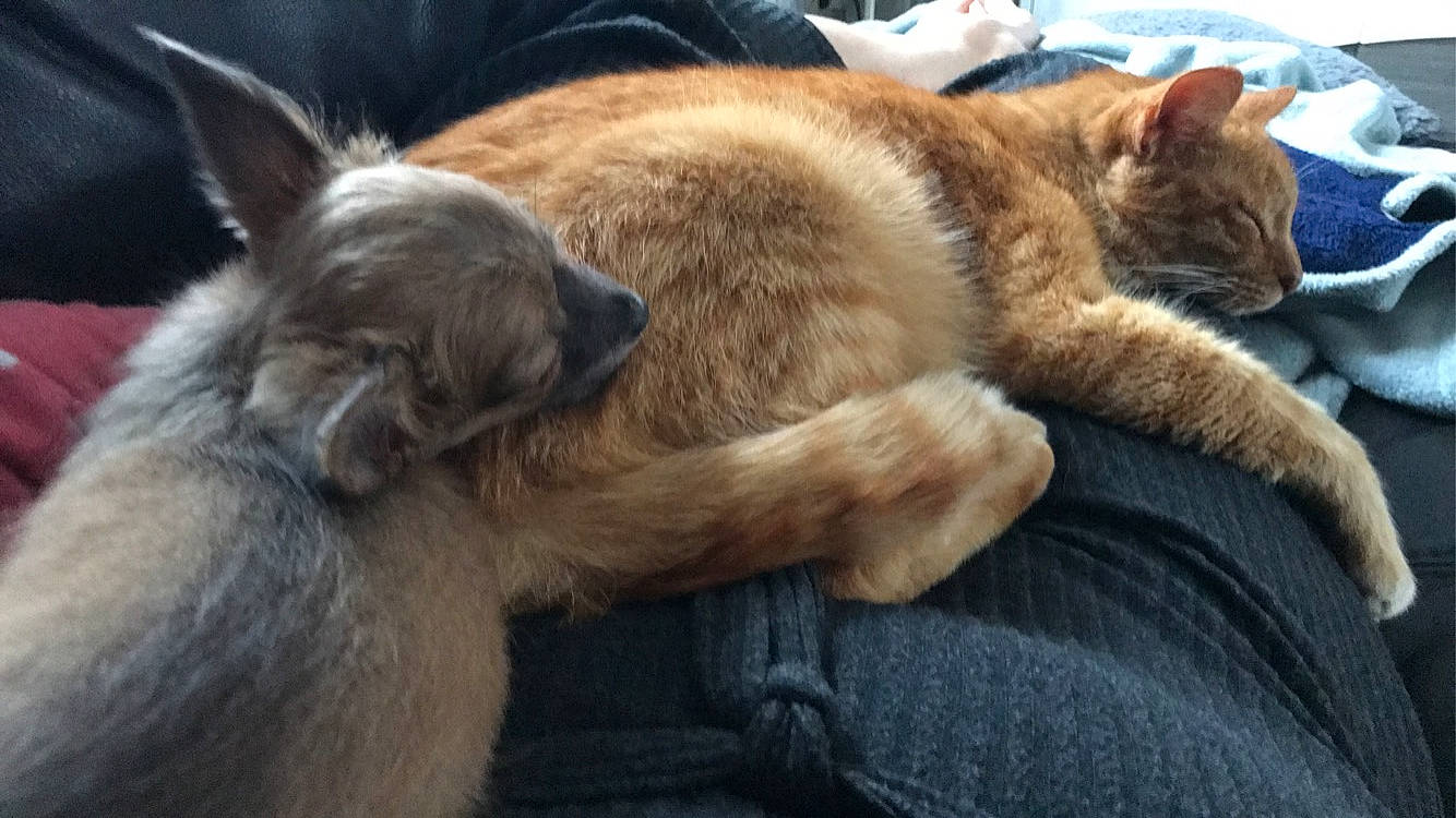 Maxou a rejoint le concours — aidez-le/la à gagner de superbes lots ! carnivore, cat, comfort, denim, domestic_short_haired_cat, fawn, felidae, fur, nap, paw, small_to_medium_sized_cats, vertebrate, whiskers