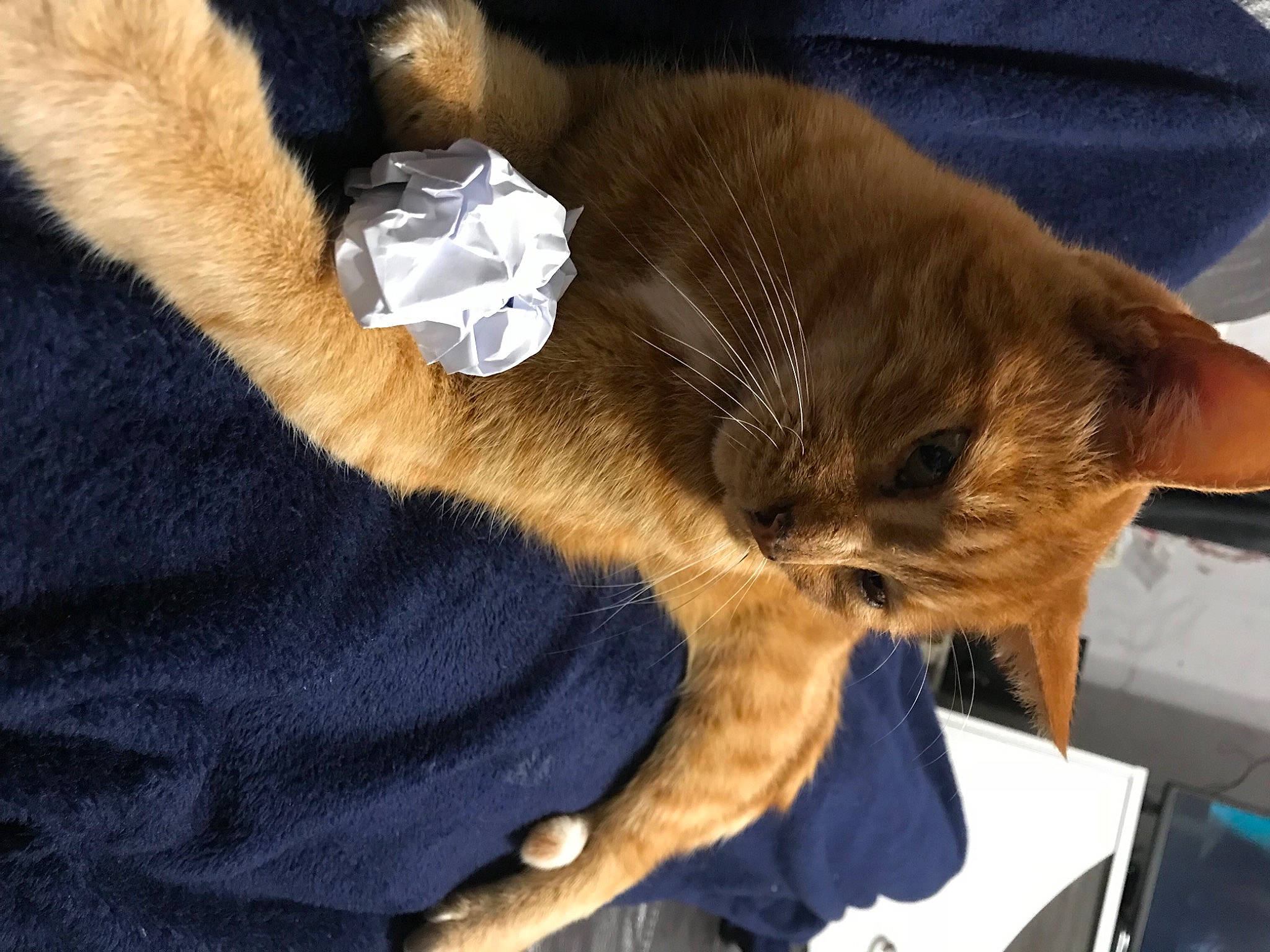 Maxou a rejoint le concours — aidez-le/la à gagner de superbes lots ! carnivore, cat, domestic_short_haired_cat, fawn, felidae, fur, paw, small_to_medium_sized_cats, tail, vertebrate, whiskers