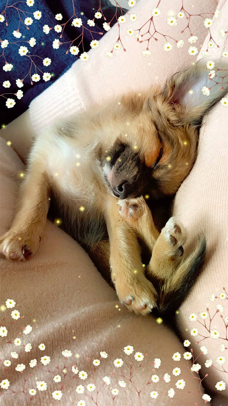 Ruby participe au concours pour gagner de l'argent avec cette photo : balinese, canidae, carnivore, cat, claw, dog_breed, fawn, felidae, fur, nap, paw, siamese, small_to_medium_sized_cats, snout, tonkinese, vertebrate, whiskers