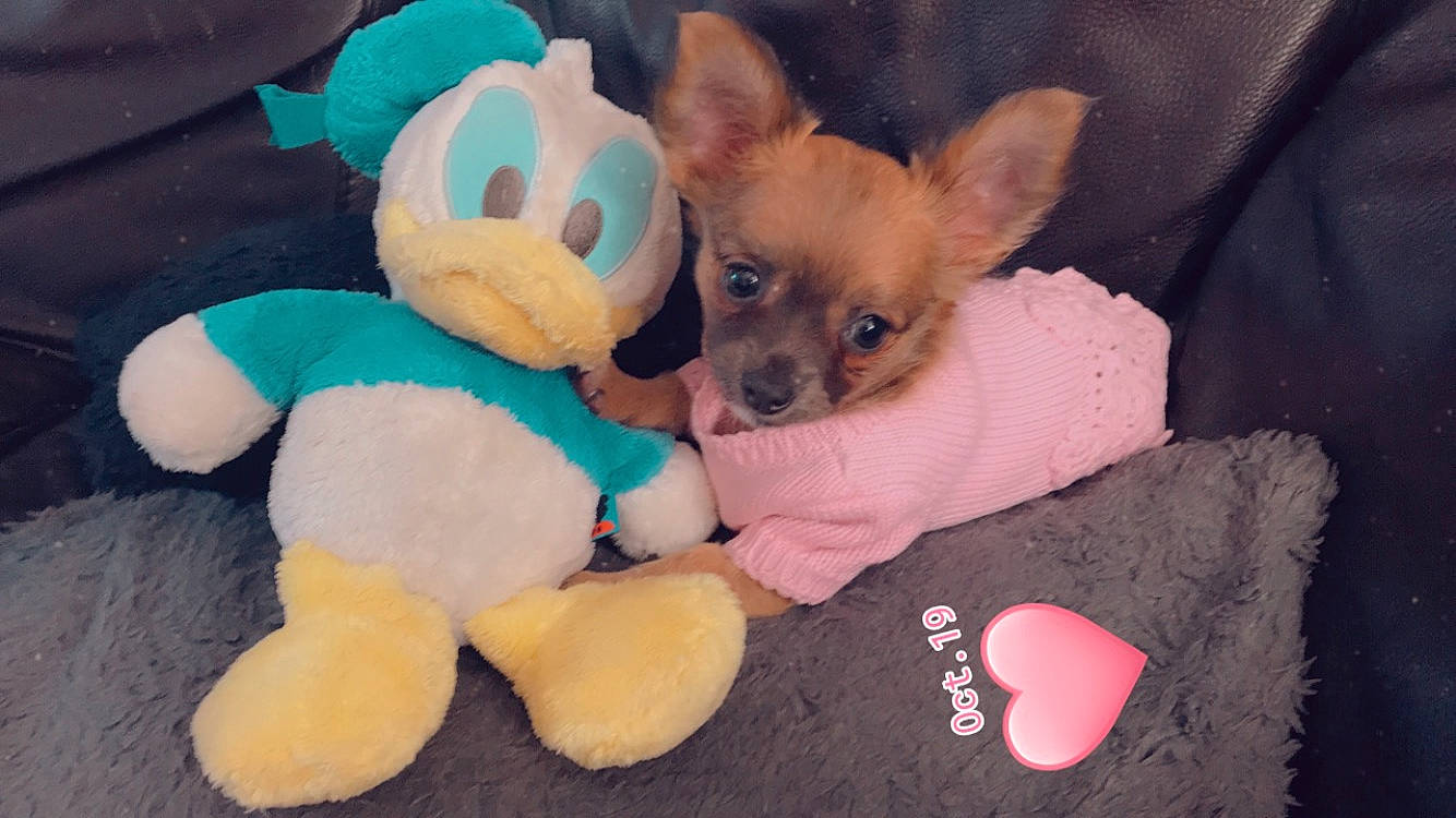 Ruby a rejoint le concours — aidez-le/la à gagner de superbes lots ! baby_toys, canidae, carnivore, chihuahua, companion_dog, dog, dog_bed, dog_breed, dog_clothes, dog_supply, fawn, non_sporting_group, pet_supply, plush, puppy, snout, stuffed_toy, toy, toy_dog, vertebrate