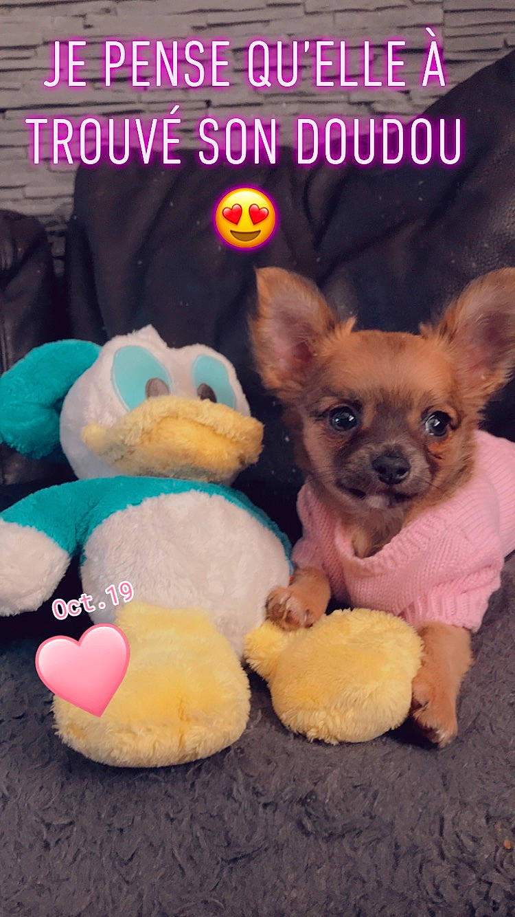 Ruby a rejoint le concours — aidez-le/la à gagner de superbes lots ! baby_toys, canidae, carnivore, chihuahua, companion_dog, dog, dog_breed, dog_supply, fawn, non_sporting_group, pet_supply, photo_caption, pink, plush, puppy, snout, stuffed_toy, toy, toy_dog, vertebrate