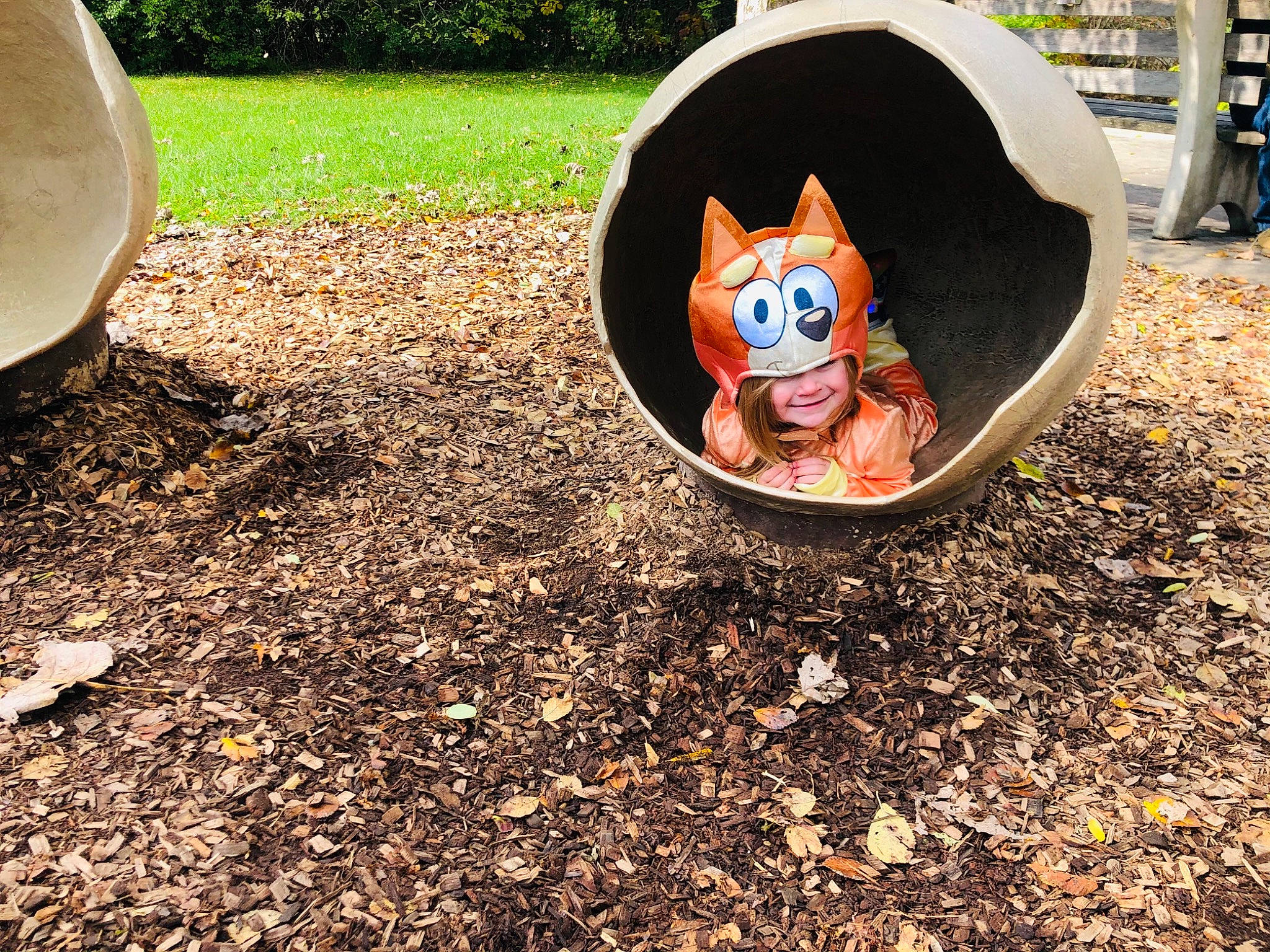 Izzy is registered to the contest to win money with this photo: automotive_wheel_system, carnivore, city, companion_dog, dog_supply, fawn, fun, grass, headwear, joy, landscape, lawn_ornament, leisure, person, plant, recreation, road_surface, sidewalk, sitting, soil