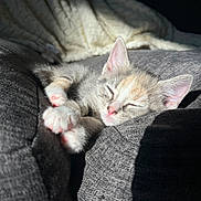 Ruby joined the competition — help win amazing prizes! kitten, cat, sleeping, paw, pink_paws, couch, blanket, sunlight, nap, fur, whiskers, ear, cozy, pet, domestic_animal, indoor, cushion, closeup, portrait, soft_light
