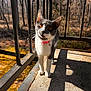 Zu is registered to the contest to win money with this photo: cat, pet, animal, kitten, gray_and_white_cat, collar, bell, whiskers, paws, railing, balcony, concrete, sunlight, shadow, trees, forest, outdoor, portrait, curious, close_up