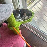 Zu joined the competition — help win amazing prizes! cat, kitten, gray_cat, calico_kitten, cat_tree, pet, indoor, window, sliding_door, balcony, sunlight, toy, feather_toy, green_bed, pink_platform, hardwood_floor, paw, ears, cozy, curious