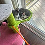 cat, kitten, gray_cat, calico_kitten, cat_tree, pet, indoor, window, sliding_door, balcony, sunlight, toy, feather_toy, green_bed, pink_platform, hardwood_floor, paw, ears, cozy, curious