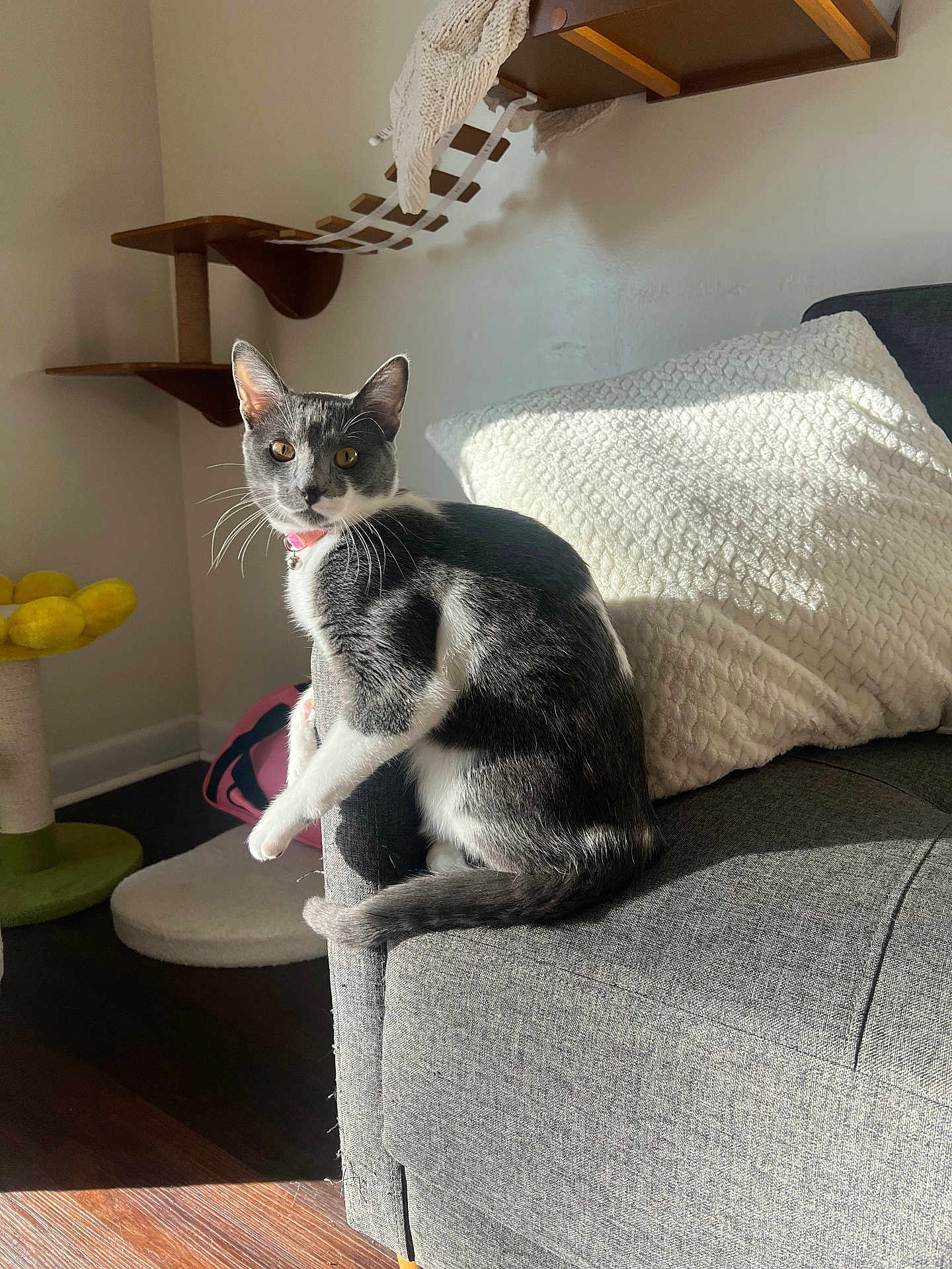 Zu is registered to the contest to win money with this photo: cat, tuxedo_cat, pet, sofa, pillow, couch, indoor, sunlight, whiskers, collar, pink_collar, tail, sitting, living_room, cat_tree, wooden_floor, shadow, cozy, furniture, relaxed