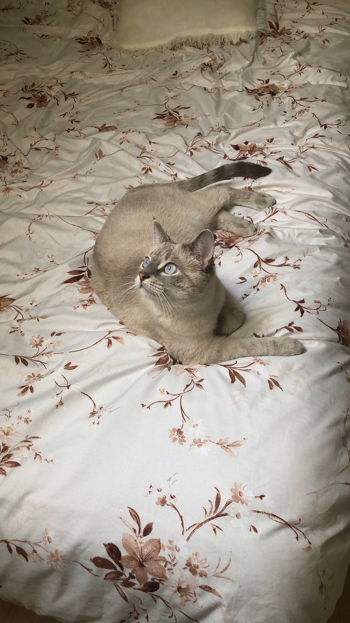 Picsou participe au concours pour gagner de l'argent avec cette photo : carnivore, cat, fawn, felidae, kitten, sand, singapura, small_to_medium_sized_cats, whiskers, wildlife