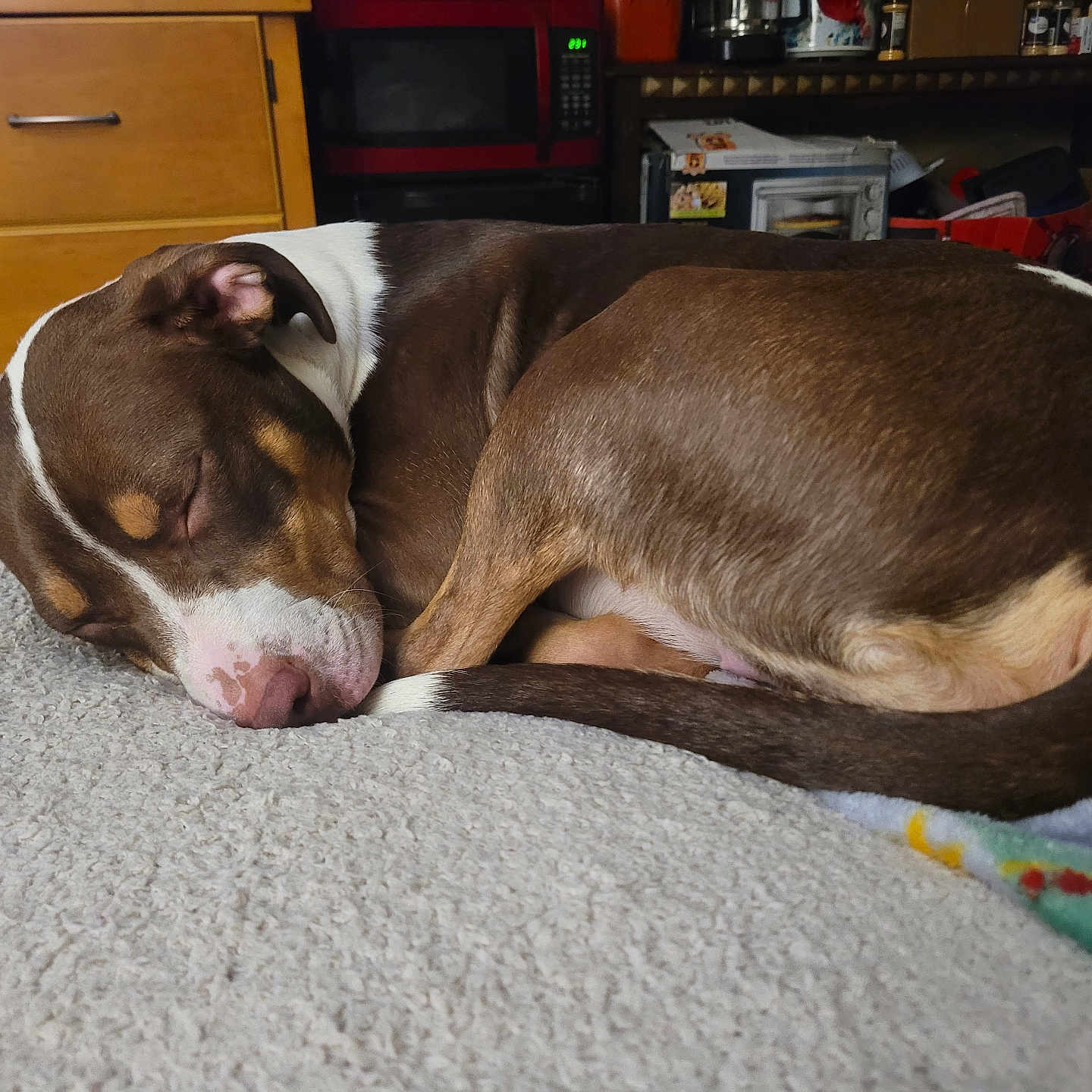 Piper is registered to the contest to win money with this photo: dog, sleeping, brown, white, curled_up, carpet, blanket, indoor, furniture, microwave, cabinet, cozy, pet, resting, domestic, canine, household, relaxed, snug, home