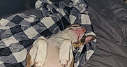 Piper joined the competition — help win amazing prizes! bed, blanket, checkered_pattern, clutter, comfort, dog, ear, fur, furniture, indoor, microwave_box, mouth, nose, paw, pet, relaxed, resting, sleeping, soft_texture, toy_wagon
