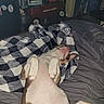 Piper joined the competition — help win amazing prizes! dog, bed, blanket, checkered_pattern, sleeping, indoor, relaxed, pet, fur, paw, nose, ear, mouth, toy_wagon, microwave_box, clutter, furniture, soft_texture, comfort, resting